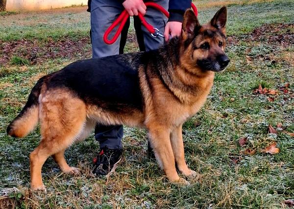 FEDE BELLISSIMA PASTORE TEDESCO Foto 3